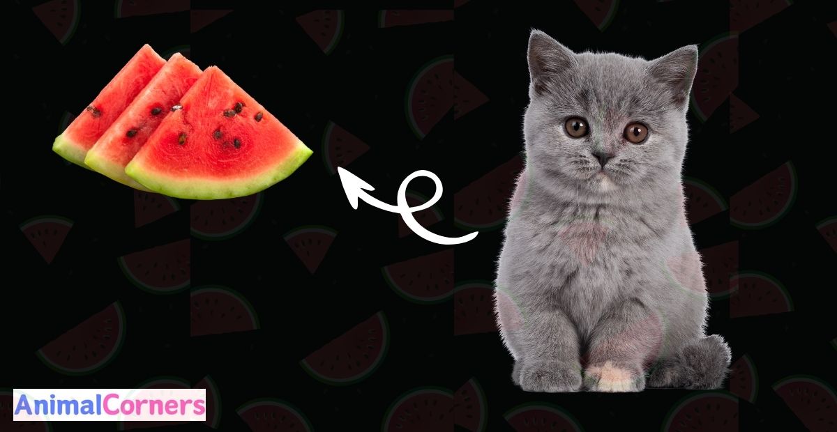 Can Cats Eat Watermelon?