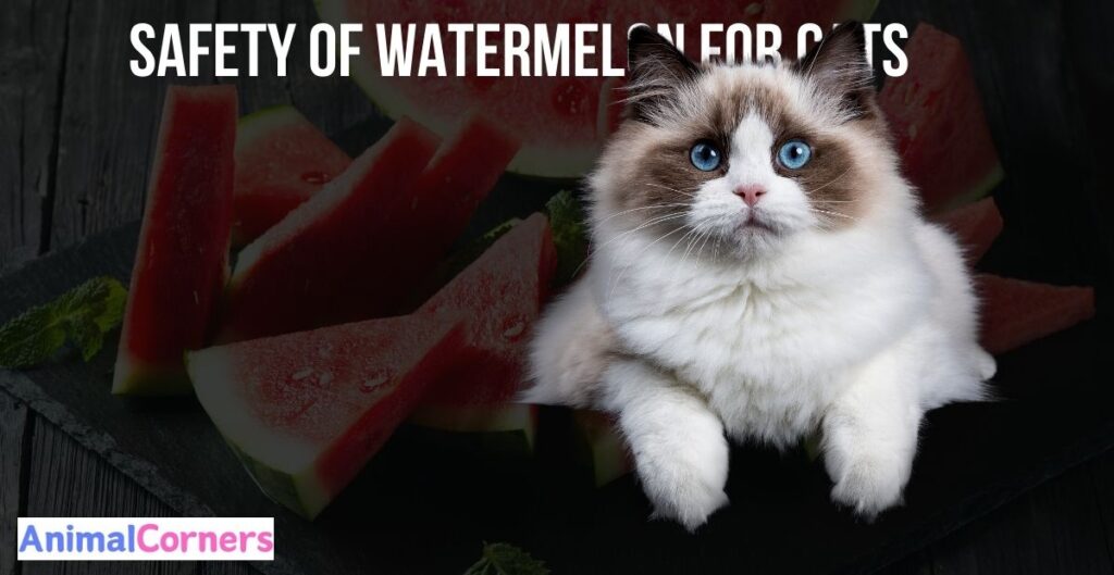 Can Cats Eat Watermelon? Safety of Watermelon for Cats