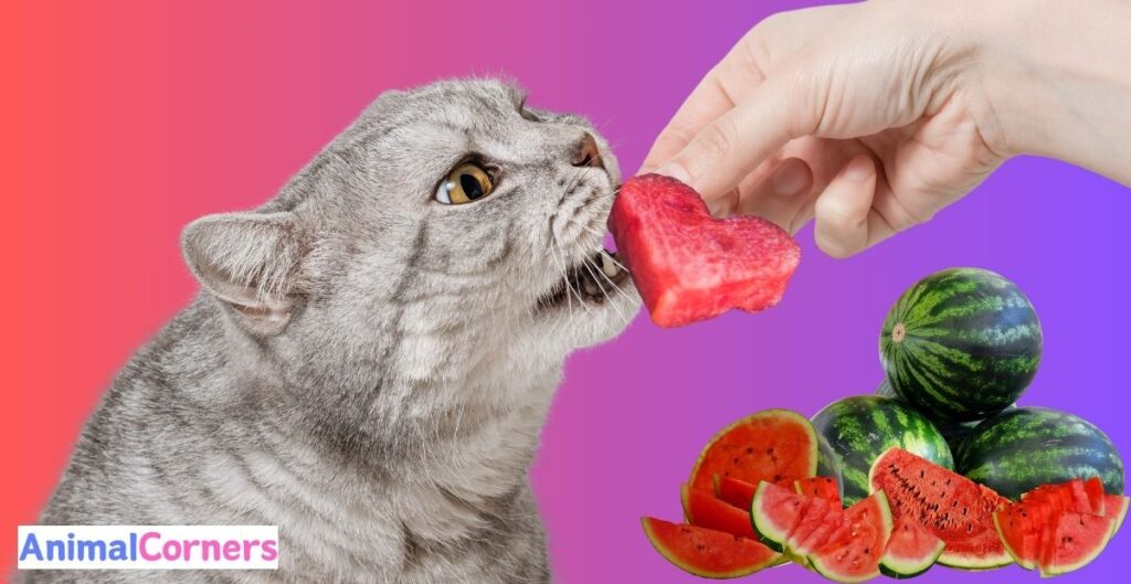 How Should You Serve Watermelon to Cats?