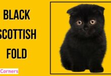 Black Scottish Fold