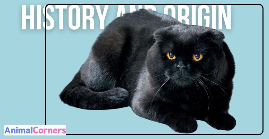 History and Origin of Black Scottish Fold Cat