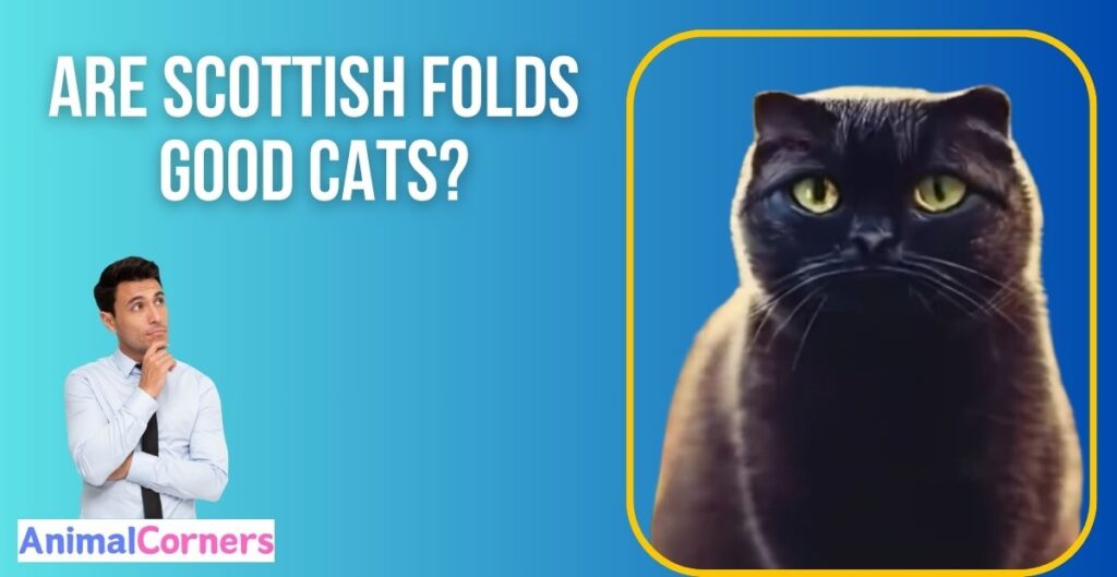 Are Scottish Folds Good Cats?