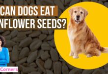 Can Dogs Eat Sunflower Seeds?