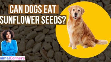 Can Dogs Eat Sunflower Seeds?