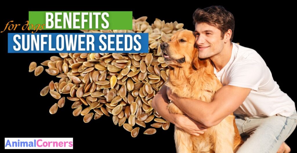 Potential Benefits of Feeding Sunflower Seeds to Dogs