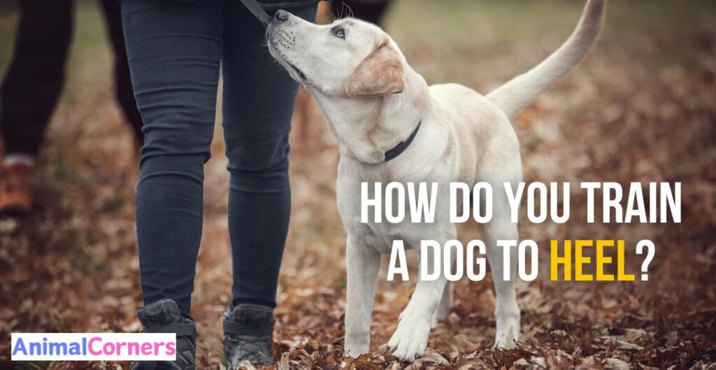 How Do You Train a Dog to Heel?
