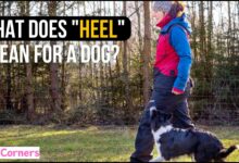 What Does Heel Mean for a Dog