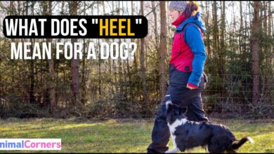 What Does Heel Mean for a Dog