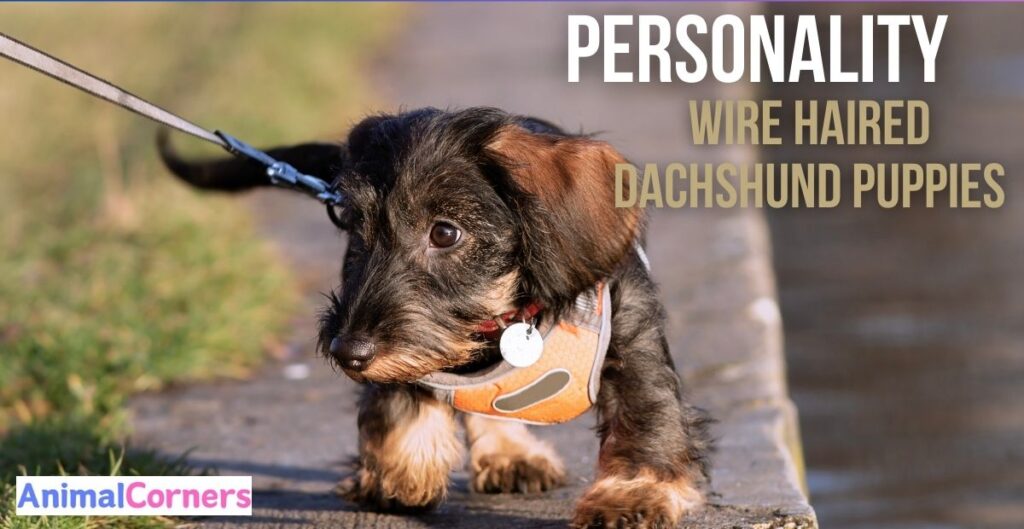 What is the personality of a wire haired dachshund?