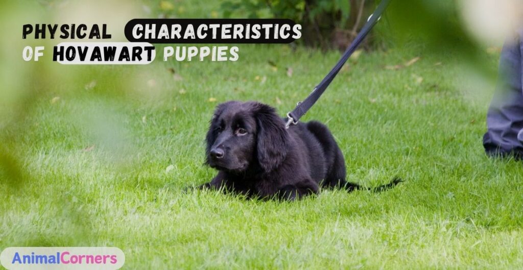 Physical Characteristics of Hovawart Puppies