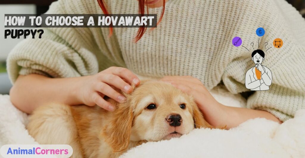 How to Choose a Hovawart Puppy?