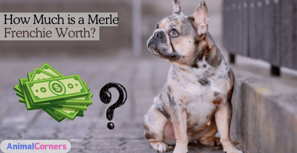 How Much is a Merle Frenchie Worth?