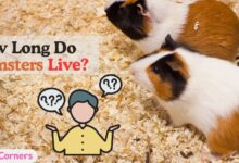 How Long Do Hamsters Live