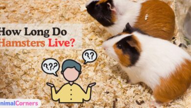 How Long Do Hamsters Live