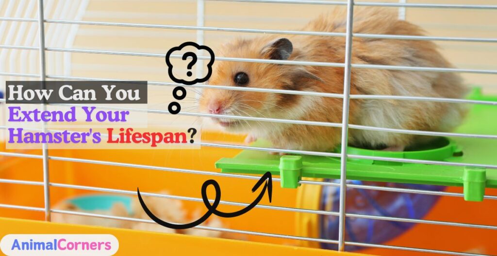 How Can You Extend Your Hamster's Lifespan?