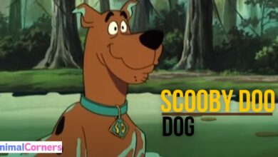 What Kind of Dog Was Scooby Doo?