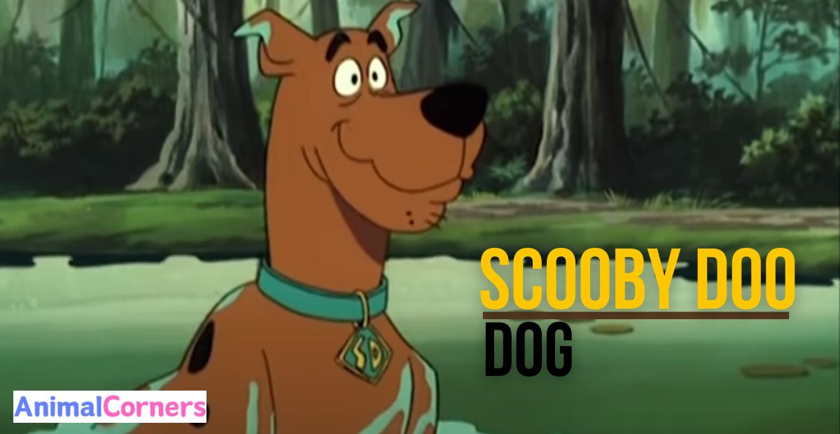 What Kind of Dog Was Scooby Doo?