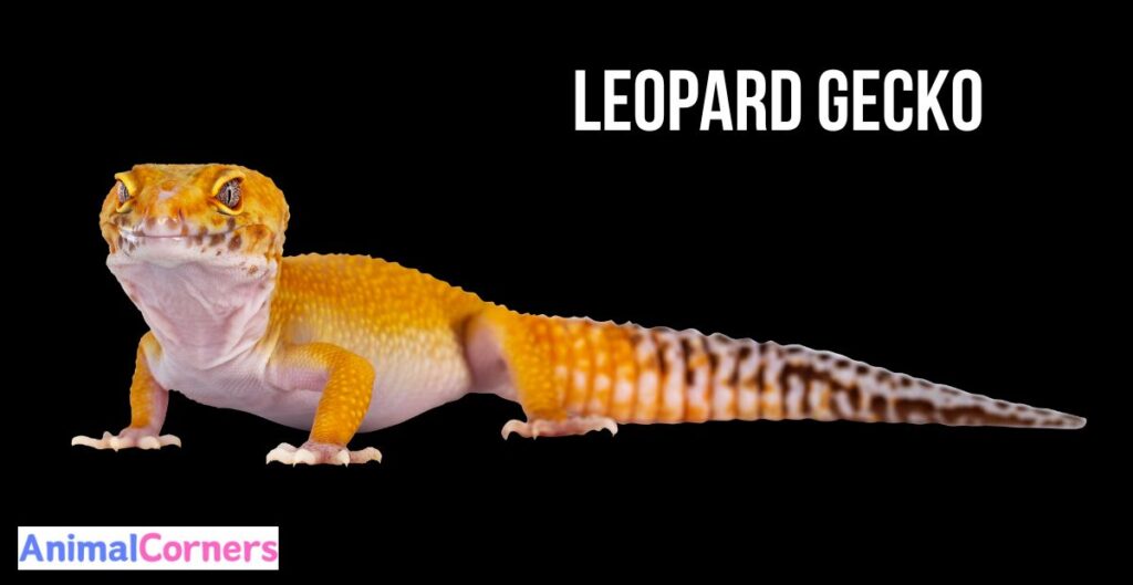 Leopard Gecko