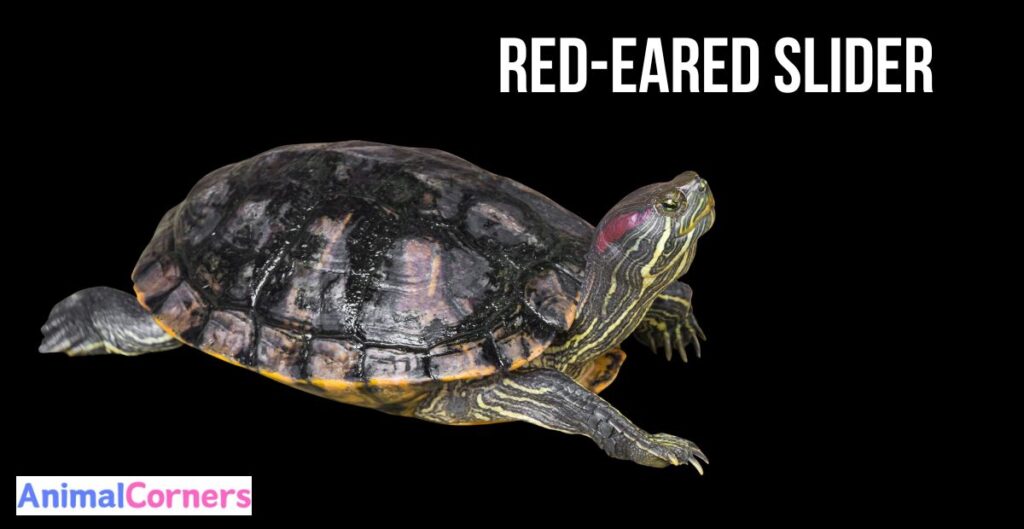 Red-Eared Slider