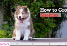 How to Groom Shelties