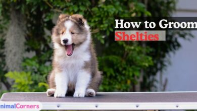 How to Groom Shelties