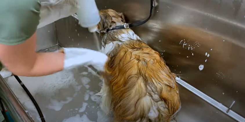 Step-by-Step Grooming Process for Shelties: Bathing