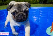 Can Dogs Use Inflatable Swimming Pools