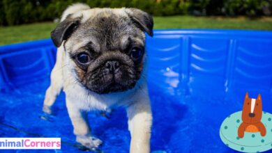 Can Dogs Use Inflatable Swimming Pools