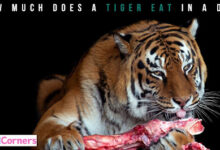 How Much Does a Tiger Eat in a Day