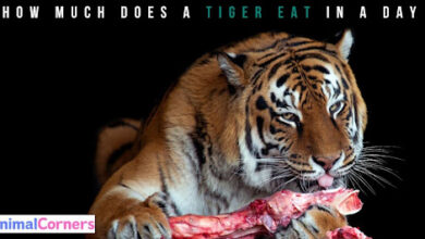 How Much Does a Tiger Eat in a Day