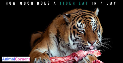 How Much Does a Tiger Eat in a Day