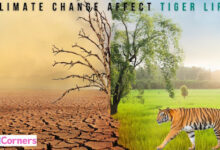 Does Climate Change Affect Tiger Life