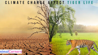 Does Climate Change Affect Tiger Life