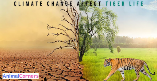 Does Climate Change Affect Tiger Life