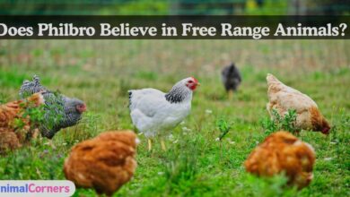 Does Philbro Believe in Free Range Animals