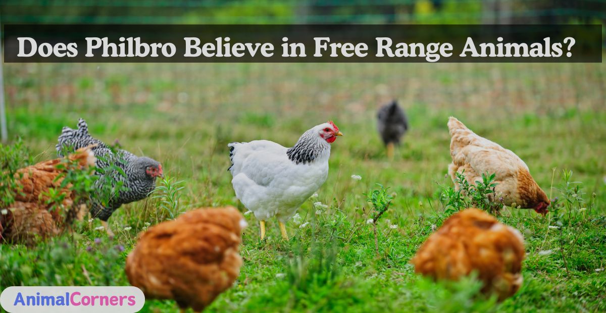 Does Philbro Believe in Free Range Animals