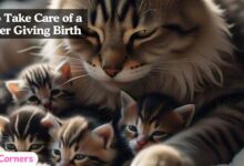 How to Take Care of a Cat After Giving Birth