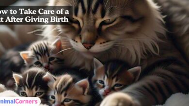 How to Take Care of a Cat After Giving Birth