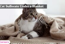 Can a Cat Suffocate Under a Blanket