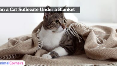 Can a Cat Suffocate Under a Blanket