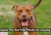 Red Nose Pitbull