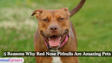 Red Nose Pitbull