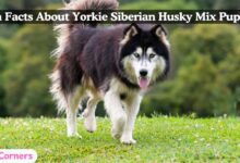 Yorkie Siberian Husky mix