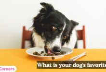 What is your dog's favorite food