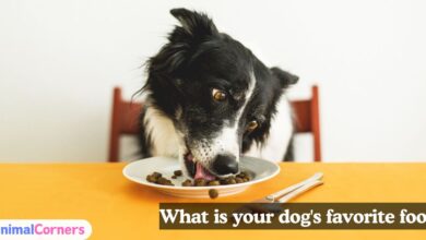 What is your dog's favorite food