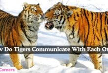 how do tigers communicate with each other