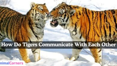 how do tigers communicate with each other