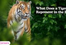 What Does a Tiger Represent in the Bible