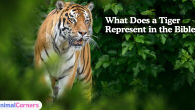 What Does a Tiger Represent in the Bible