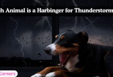 Which Animal is a Harbinger for Thunderstorms